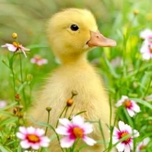 Meet your Posher, George